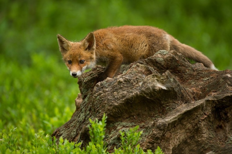 Позитив от фотографа Edwin Kats Позитив от фотографа Edwin Kats