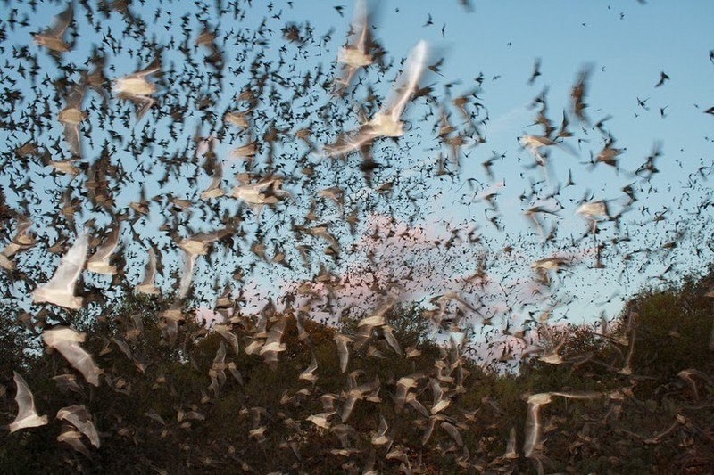 Пещера Bracken Bat Cave: самое большое убежище летучих мышей на планете