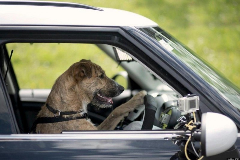 В Окленде собаки водят машины