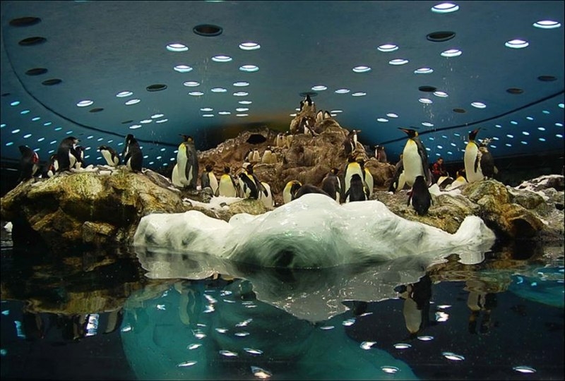 «Планета пингвинов»