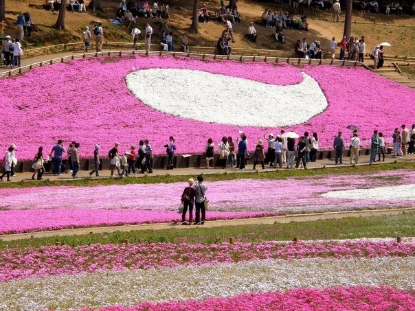 Флоксы Hitsujiyama Park, Chichibu, Япония