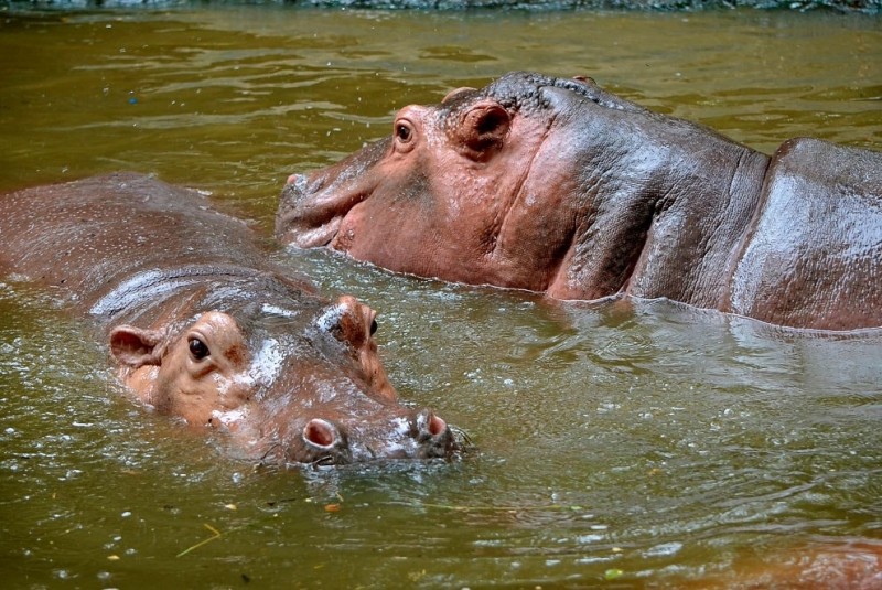 Невероятный зоопарк в Таиланде
