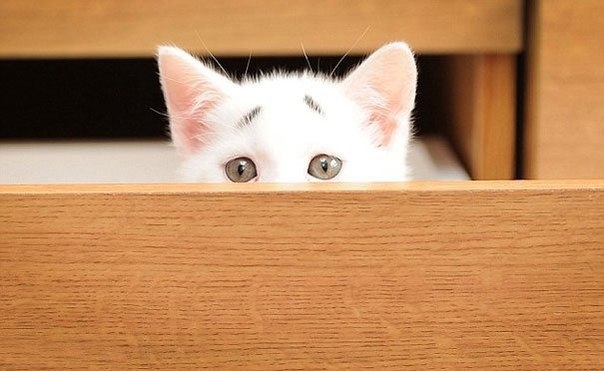 8-недельный котенок Гэри — новая сенсация на просторах сети Интернет
