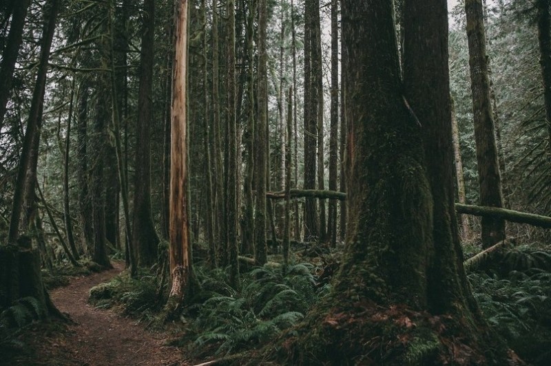 Загадочный лес в штате Вашингтон, США
