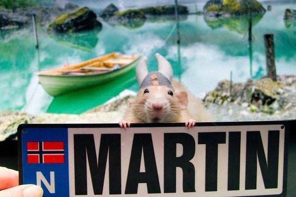 Захватывающие приключения очаровательного крысёнка Марти