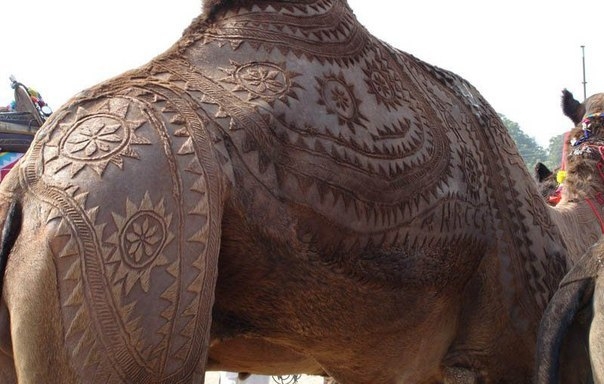 Стрижка верблюда как искусство