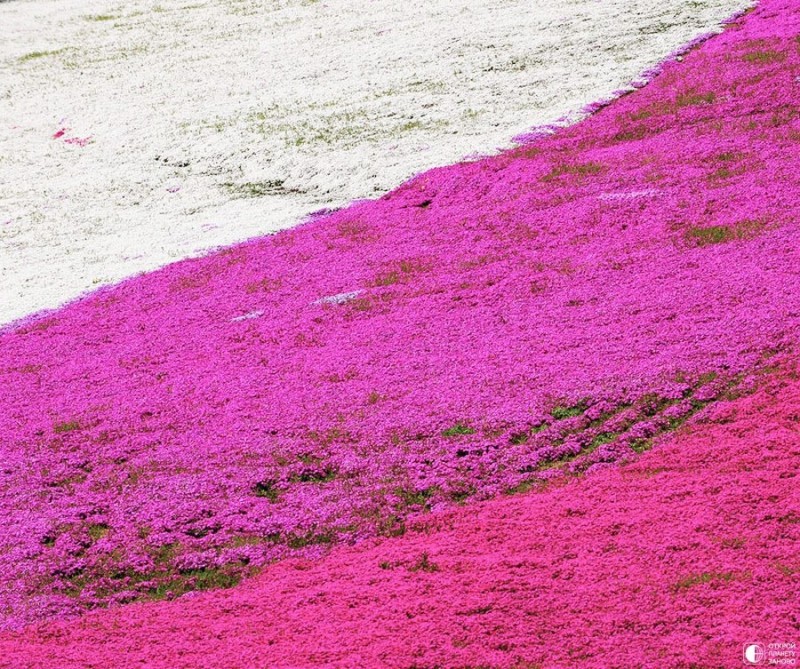 Цветочные ковры шибазакуры