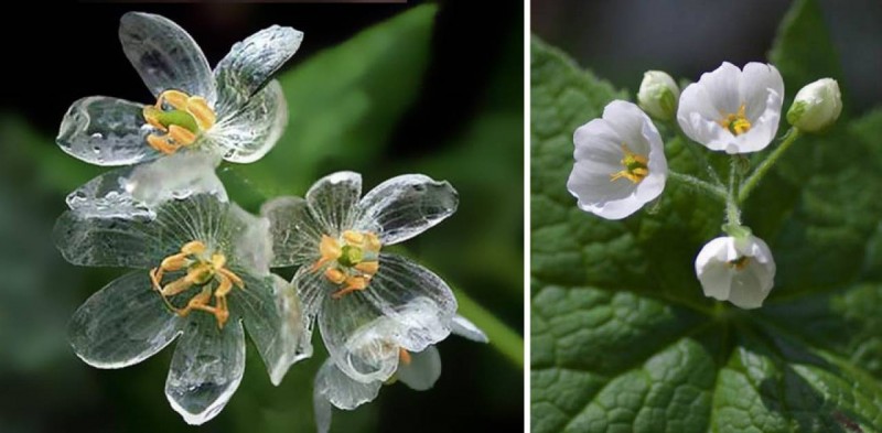 Этот удивительный цветок становится прозрачным во время дождя