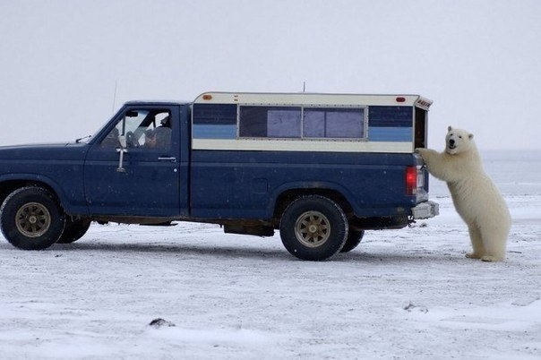 Медведь в горящей машине