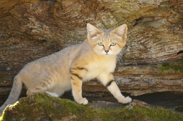 Барханная кошка Барханная кошка