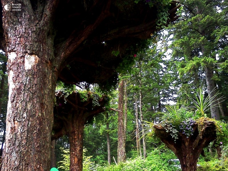 Перевернутые деревья или Цветочные башни в ботаническом саду на Аляске