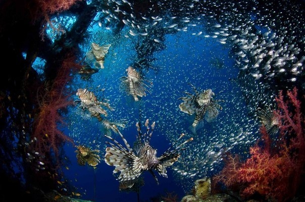 Уникальный подводный ресторан Red Sea Star в Израиле