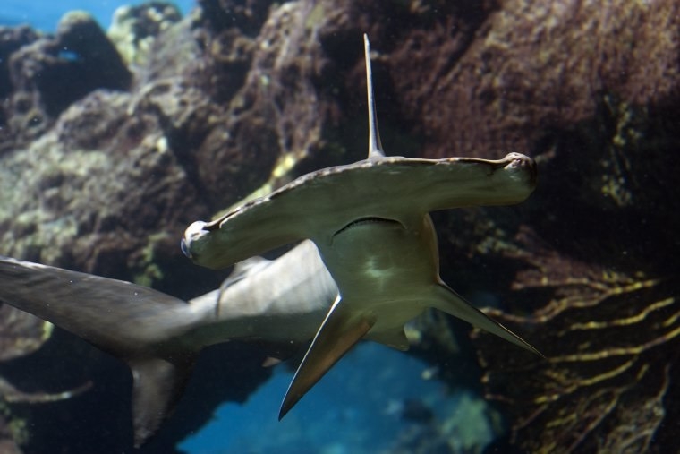 Огромный аквариум - Dubai Mall Aquarium, Дубай (ОАЭ)