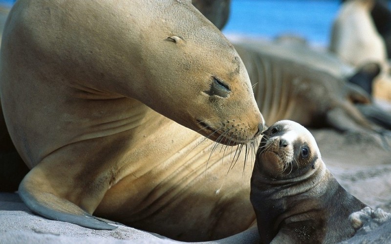 Полуостров Вальдес: рай для животных и морской фауны (Аргентина)