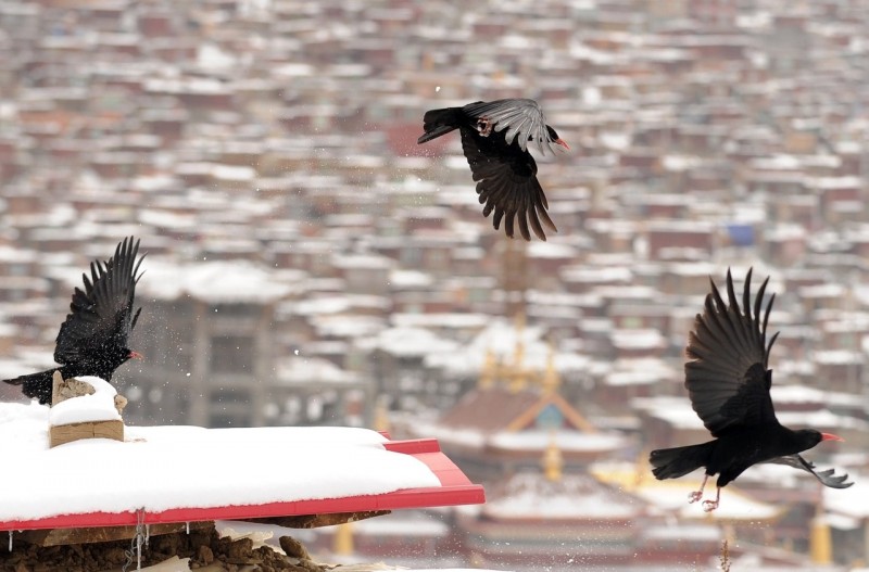 Будни Тибетского монастыря Седа, известного тибетцам как монастырь Сертар, провинция Сычуань, Китай.