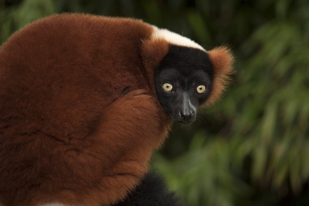 Животные-эндемики Мадагаскара