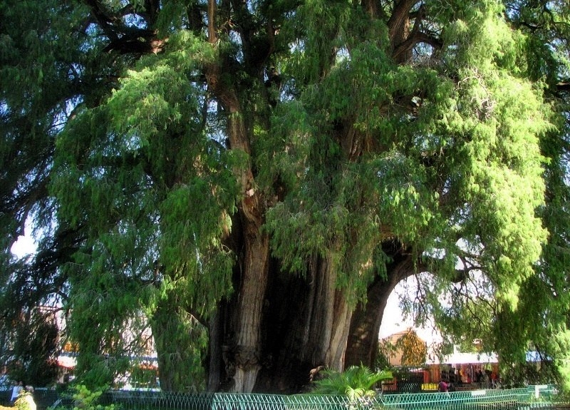 Самое толстое дерево в мире
