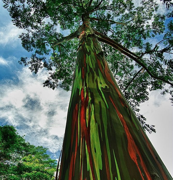 Радужный эвкалипт (Eucalyptus deglupta)