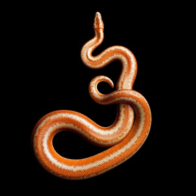 Проект Serpentine Марка Лайта Проект Serpentine Марка Лайта