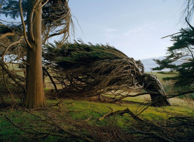 В Новой Зеландии растут деревья самой интересной формы в мире, которые постоянно наклонены из-за сил