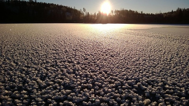Ледяные цветы на замерзшем озере