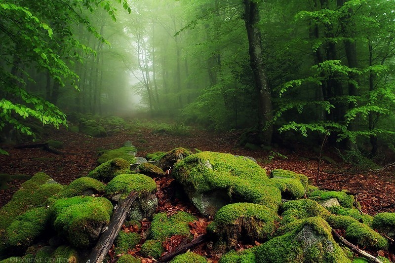 Красота дикого французского леса в фотографиях Florent Courty