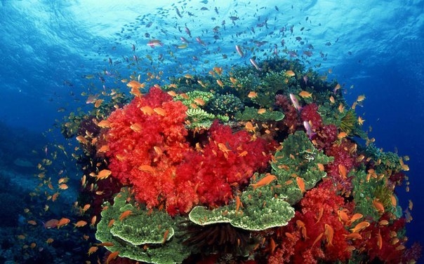 Удивительные коралловые рифы