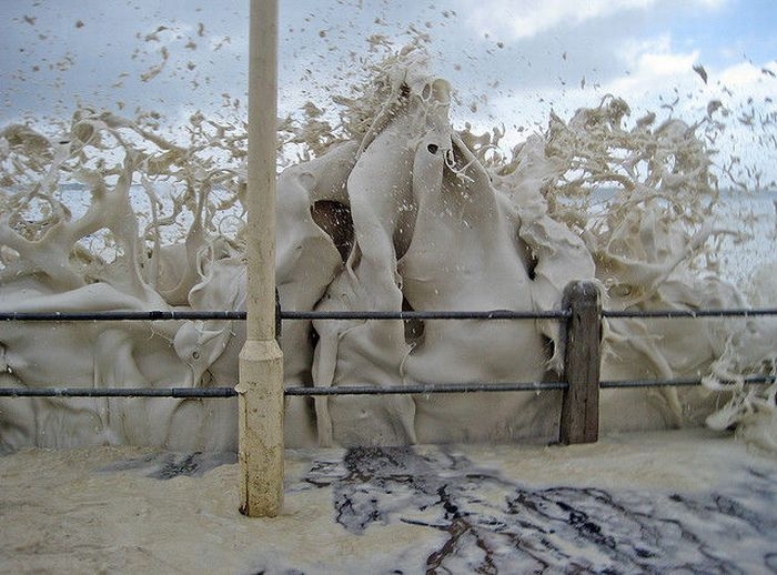 Прибрежный капучино - природный феномен из водорослей и разных отходов