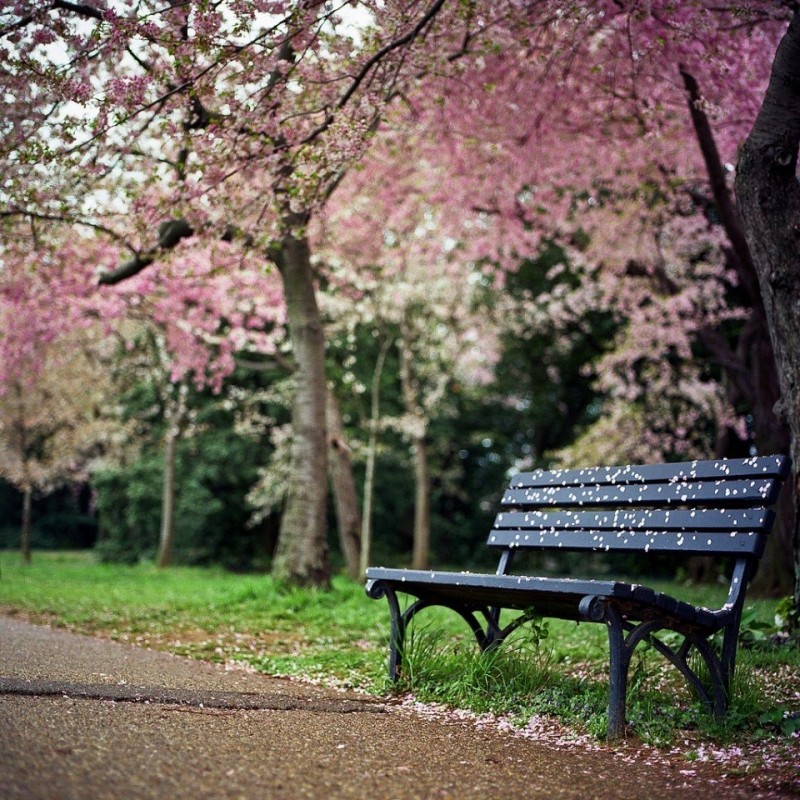 Цветущие вишни в Вашингтоне