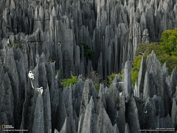 Каменный лес Мадагаскара