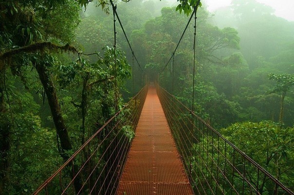 Тропические леса Амазонки