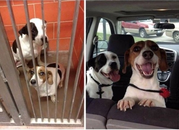 До и после того, как их забрали из приюта