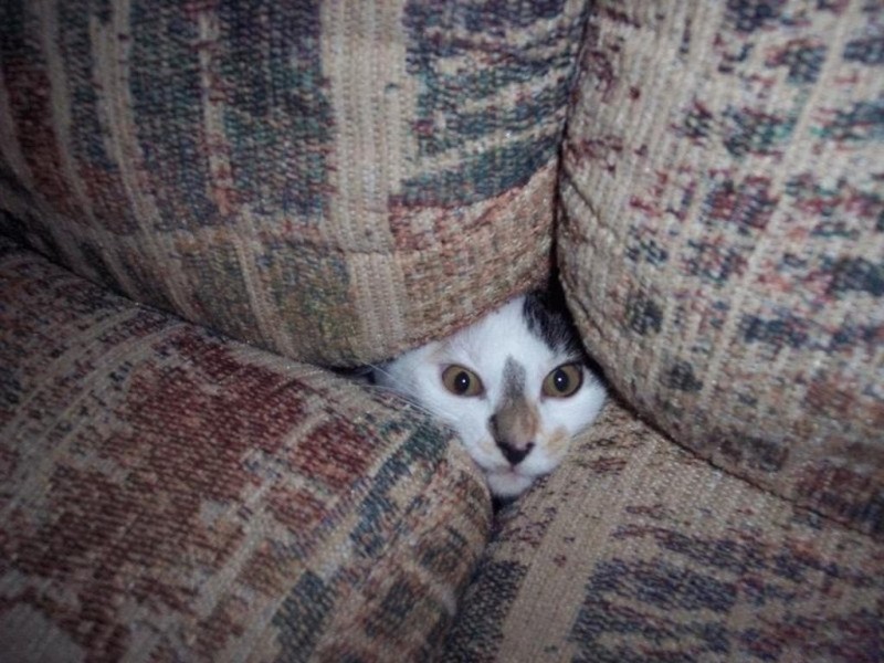 Кошки, которые не умеют играть в прятки Кошки, которые не умеют играть в прятки