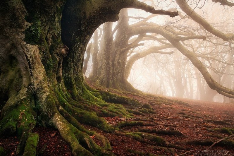 Красота дикого французского леса в фотографиях Florent Courty