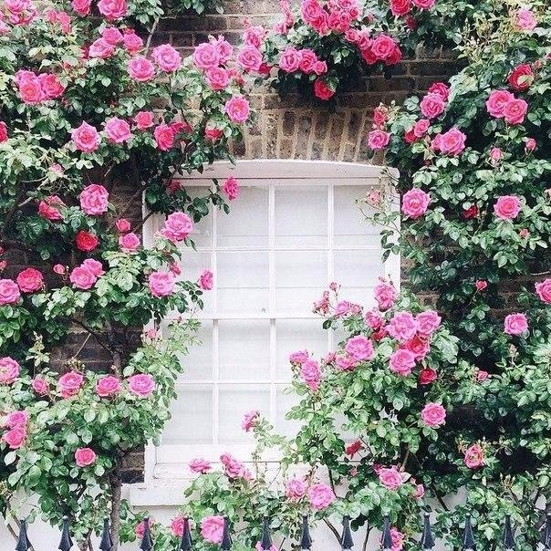 Потрясающий цветущий Лондон в фотографиях Sasha Fogel