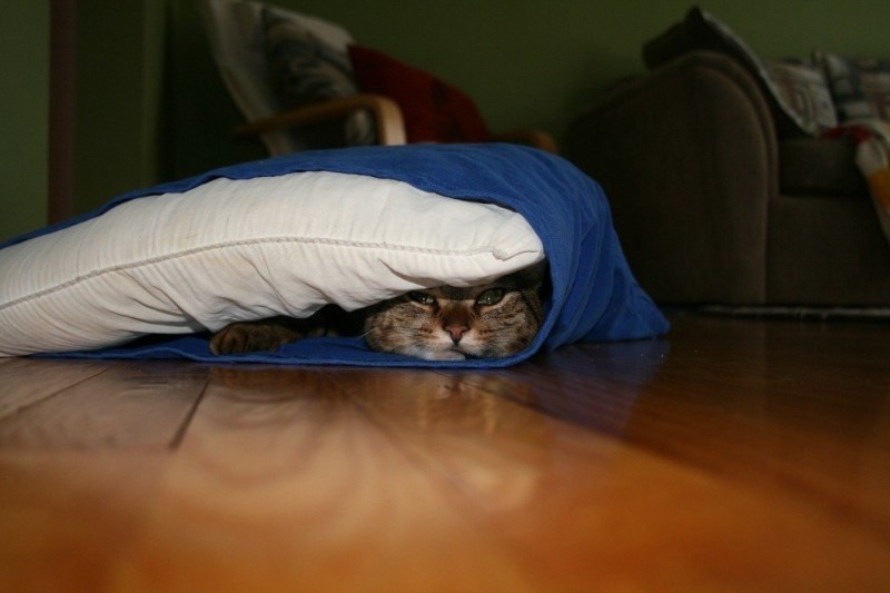 Кошки, которые не умеют играть в прятки Кошки, которые не умеют играть в прятки
