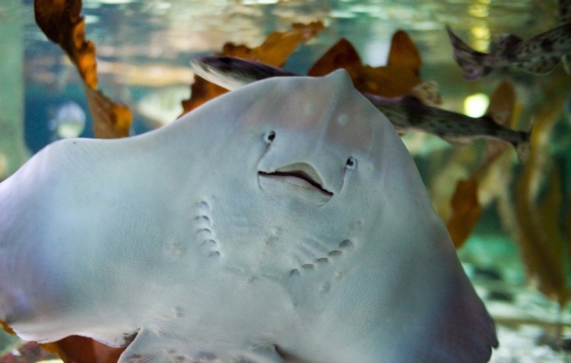 Океанариум Sea Life в Хельсинки: завораживающий морской мир