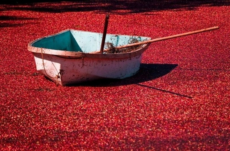 Море клюквы, Канада Море клюквы, Канада