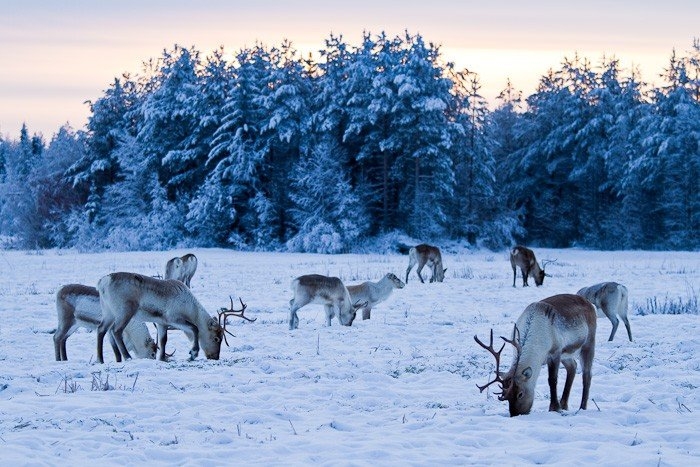 Северные олени