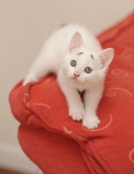 8-недельный котенок Гэри — новая сенсация на просторах сети Интернет