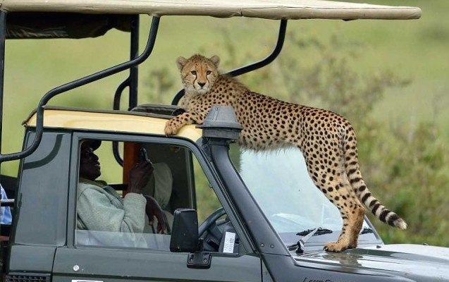 Тот самый момент, когда к вам в джип запрыгнул гепард