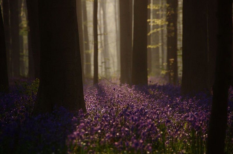 Черничный лес Халлербос, Бельгия