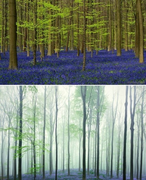 Колокольчиковый лес Hallerbos в Бельгии. Колокольчиковый лес Hallerbos в Бельгии.