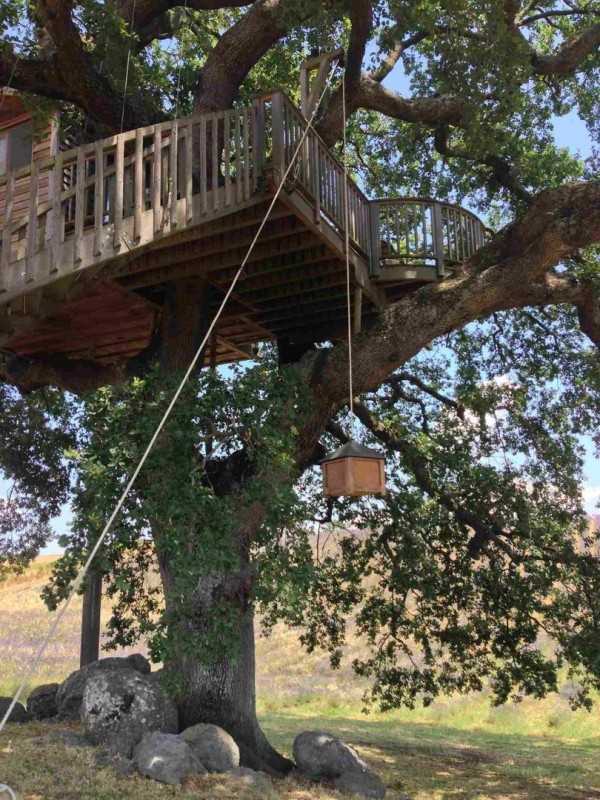 Дом на дереве посреди лавандовых полей