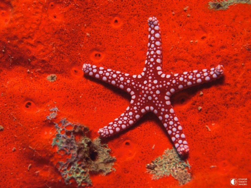 Морские звезды Морские звезды