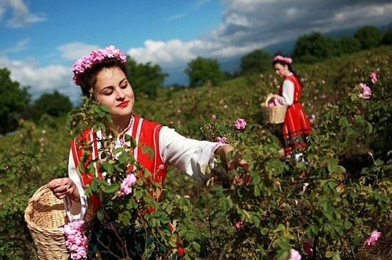 Долина роз Долина роз