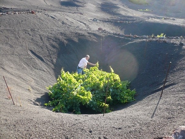 Вулканические виноградники острова Лансароте