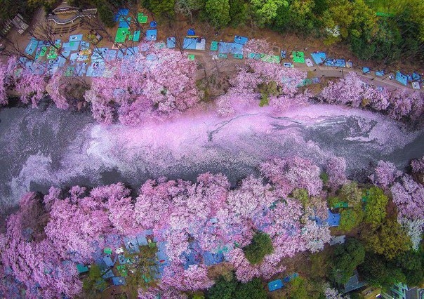 Цветение сакуры в токийском Парке Инокасира.