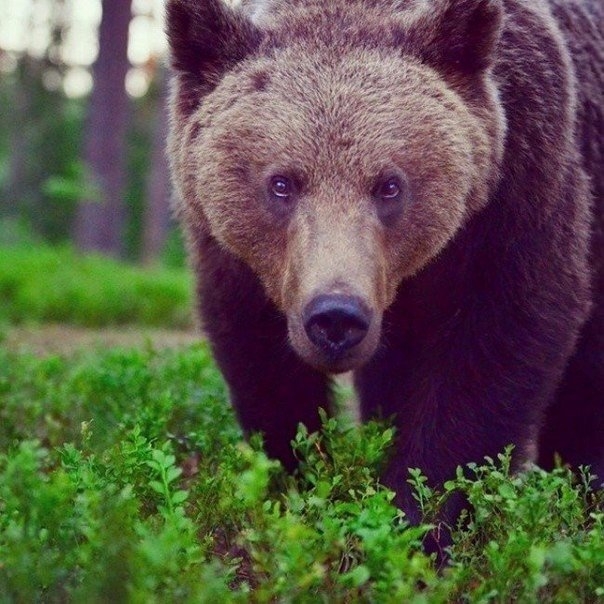 10 снимков фотографа, с которым дружат животные. 10 снимков фотографа, с которым дружат животные.