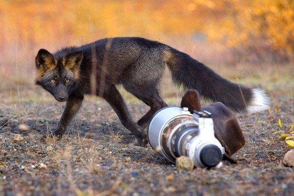 Фотосессия любопытной чёрно-бурой лисицы